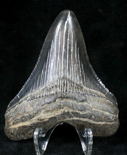 Serrated Megalodon Tooth - South Carolina #21251